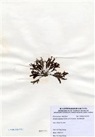 藏品(有柄褐扇藻)的圖片